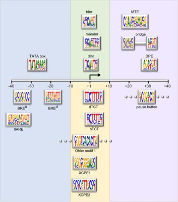 The Core Promoter Is a Regulatory Hub for Developmental Gene Expression